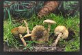 Lepiota griseovirens-amf1206
